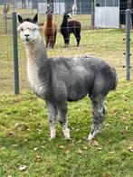 Alpaca dekhengst, Dieren en Toebehoren