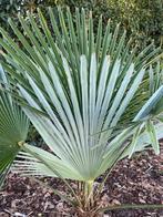 Trachycarpus princeps x wagnerianus, Ophalen of Verzenden, Lente, Minder dan 100 cm, Palmboom