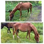 Project gezocht, Animaux & Accessoires, Chevaux