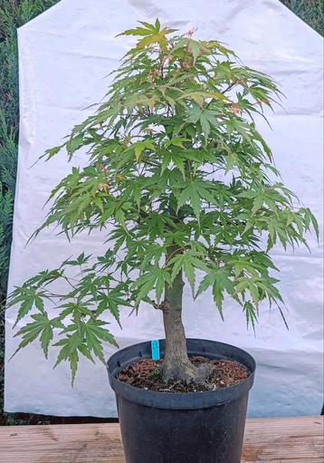 Bonsai Acer Palmatum 15j Nr. 22 beschikbaar voor biedingen