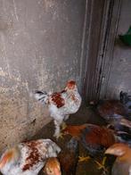 Jonge hanen, Dieren en Toebehoren, Mannelijk, Kip