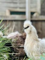 Zijdehoen henntjes 100% USA, Vrouwelijk, Kip