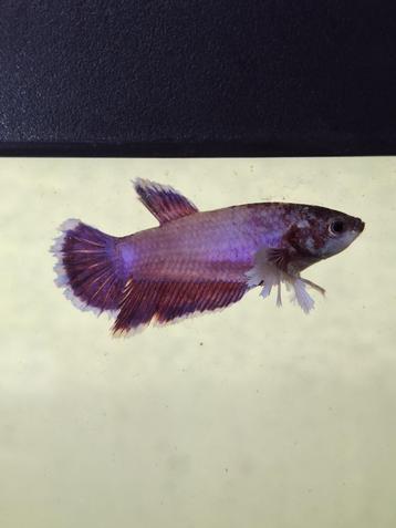 Poisson Betta Splendens Halfmoon Femelle  disponible aux enchères