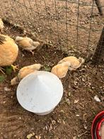 2 kuikens wyandotte kriel, Dieren en Toebehoren, Pluimvee