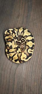 Ball python 1.0 pastel yb 100% het pied/ het clown, Dieren en Toebehoren, Slang, Tam, 0 tot 2 jaar