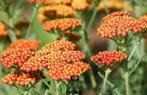 Achillea Feuerland, Tuin en Terras, Planten | Tuinplanten, Ophalen, Vaste plant