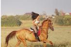 Wandel paard gezocht, Animaux & Accessoires, Chevaux & Poneys | Autres trucs de cheval, Enlèvement ou Envoi