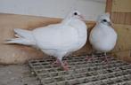 Jonge Gorguero's, Dieren en Toebehoren