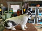 groot lotharinger ram wit blauw, Dieren en Toebehoren, Konijnen, Groot