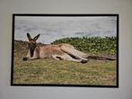 Foto kangoeroe, Verzamelen, Foto's en Prenten, Ophalen, Dier, Foto