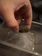 Chinese driekielschildpad, Dieren en Toebehoren