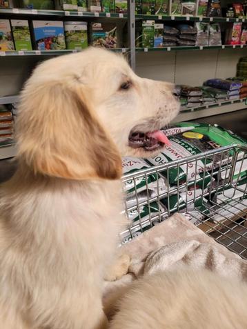 Golden retriever pups leven in mijn huisje  geteste ouders  beschikbaar voor biedingen