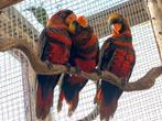 Dusky lori / witrug lori 2022 met DNA, Dieren en Toebehoren, Vogels | Parkieten en Papegaaien, Mannelijk, Papegaai, Geringd