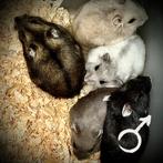 Prachtige allerschattigste troetelhamstertjes (4-8 weken), Dieren en Toebehoren, Knaagdieren, Hamster, December, Meerdere dieren