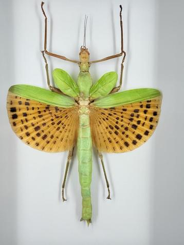 Grote Groene Sprinkhaan - Wildernis Atelier beschikbaar voor biedingen