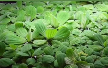 Pistia stratiotes – Mosselplant, Dieren en Toebehoren, Vissen | Aquaria en Toebehoren, Ophalen of Verzenden, Nieuw, Plant(en), Steen of Hout