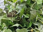 te koop: Sia klimop decoratie, Ophalen