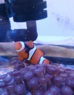 Poisson-clown Ocellaris, Animaux & Accessoires, Enlèvement