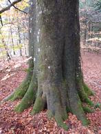 Bois Feuillus et Résineux avec Terrain de 35 Ares 40 Centi., Bastogne, 1500 m² ou plus