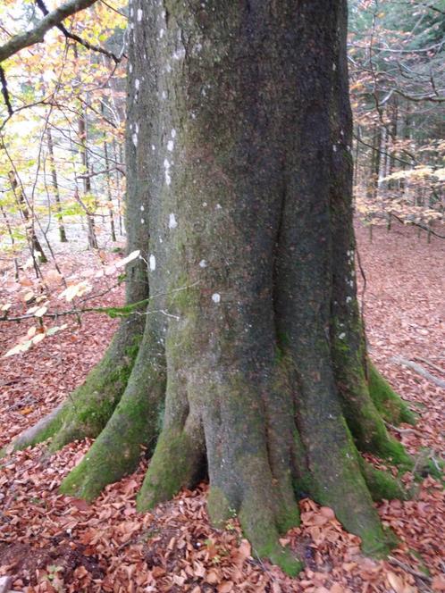 Bois Feuillus et Résineux avec Terrain de 35 Ares 40 Centi., Immo, Terrains & Terrains à bâtir, 1500 m² ou plus