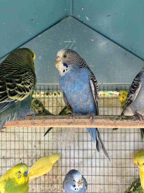 MOOIE KWEEKRIJPE GRASPARKIETEN NU 15 EURO/KOPPEL, Dieren en Toebehoren, Vogels | Parkieten en Papegaaien, Parkiet, Meerdere dieren