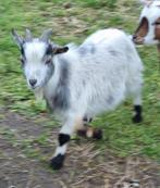 Dwerggeitje Bokje, Dieren en Toebehoren, Schapen, Geiten en Varkens