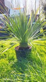 Yucca rostrata winterhard, Tuin en Terras, Planten | Tuinplanten, Ophalen of Verzenden