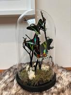 Glazen stolp met vlinders, Verzamelen, Nieuw, Opgezet dier, Ophalen, Insect