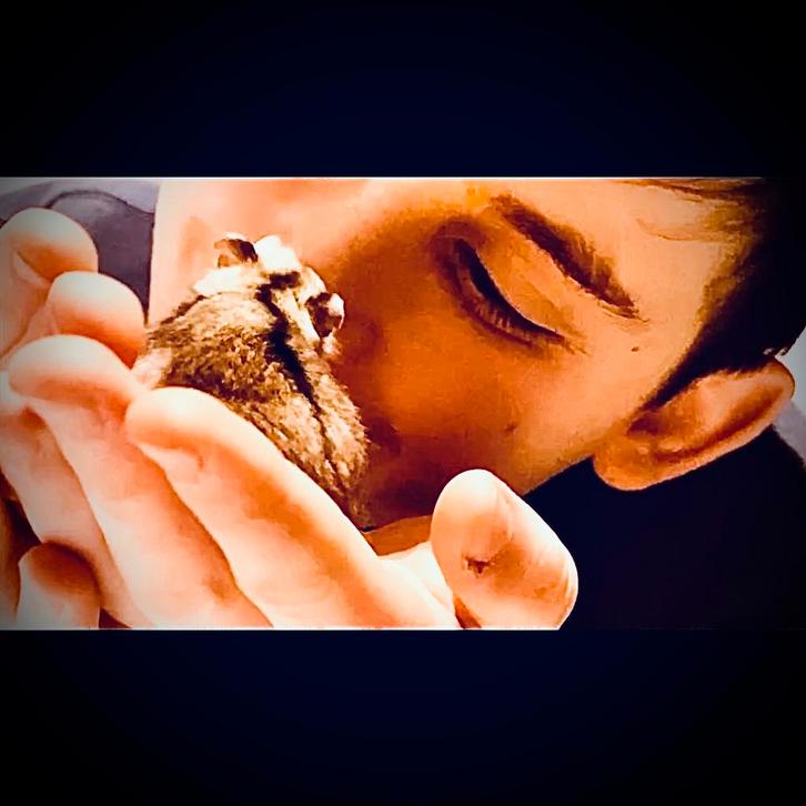 Prachtige alleschattigste Troetelhamstertjes (4-8 weken), Animaux & Accessoires, Rongeurs, Plusieurs animaux, Hamster, Février