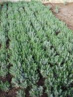 dikke bossen lavendel ,uit volle grond v,a 1.20€, Volle zon, Vaste plant, Zomer, Ophalen