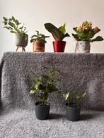 Mini plantes 6 pièces, Enlèvement, Comme neuf