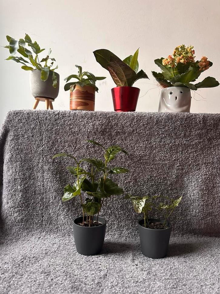 Mini plantes 6 pièces, Maison & Meubles, Accessoires pour la Maison | Plantes & Fleurs artificielles, Comme neuf, Enlèvement