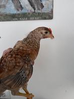 3 mooie jonge haantjes, Dieren en Toebehoren, Pluimvee, Mannelijk, Kip