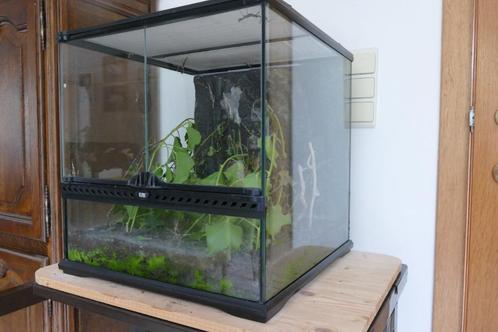 terrarium exo terra, Dieren en Toebehoren, Reptielen en Amfibieën | Toebehoren, Zo goed als nieuw, Terrarium of Paludarium, Ophalen