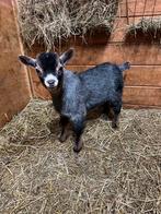 Blauwschimmel tan bokje, Animaux & Accessoires, Moutons, Chèvres & Cochons, Mâle, Chèvre, 0 à 2 ans