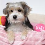 Morkie pups te koop (Belgisch), België, CDV (hondenziekte), 8 tot 15 weken, Meerdere