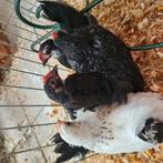 Chabo kriel kuikens, Dieren en Toebehoren, Meerdere dieren, Kip