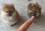 Prachtige mini bear face pomeriaan puppy’s, Dieren en Toebehoren, België, Particulier, Keeshond, CDV (hondenziekte)