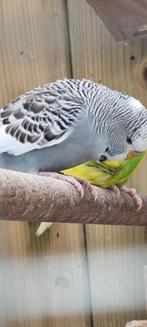 Koppel engelse grasparkieten top kwaliteit, Animaux & Accessoires, Oiseaux | Pigeons