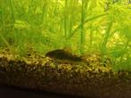 Corydoras black venezuela, Vis, Zoetwatervis