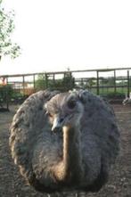 jonge nandoe's, Dieren en Toebehoren