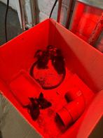 5 loopeendjes te koop, Dieren en Toebehoren, Geslacht onbekend, Eend