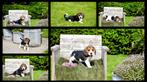 Tricolor Beagle pupjes, Dieren en Toebehoren, Honden | Beagles, Bassets en Lopende honden, CDV (hondenziekte), Meerdere, 8 tot 15 weken