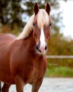 lieve Welsh pony, Dieren en Toebehoren, Merrie, M, 7 tot 10 jaar, Recreatiepony
