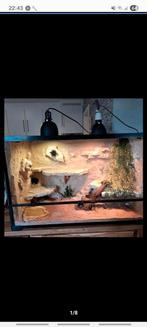 Habistat terrarium met baardagaam, Ophalen, Zo goed als nieuw