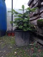 Echte Kerstboom, Tuin en Terras, Ophalen, In pot