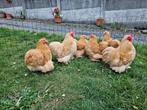 Prachtige Jonge Cochin kriel kippen ,Handtam en topkwaliteit, Dieren en Toebehoren, Meerdere dieren, Kip