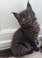 Maine Coon kittens!!!, Dieren en Toebehoren, Poes, Gechipt, 0 tot 2 jaar