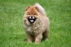 Chow Chow pups te koop - Belgisch paspoort, Dieren en Toebehoren, Honden | Poolhonden, Keeshonden en Oertypen, CDV (hondenziekte)