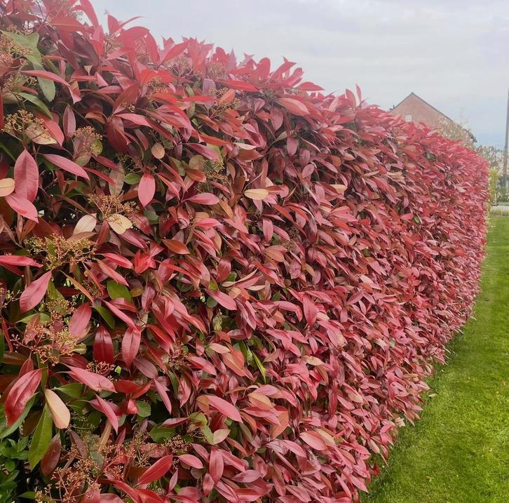 ‼️Photinia red robin aan promoprijzen‼️, Jardin & Terrasse, Plantes | Arbustes & Haies, Enlèvement